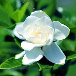 Gardenia - Flower Delivery Hong Kong®
