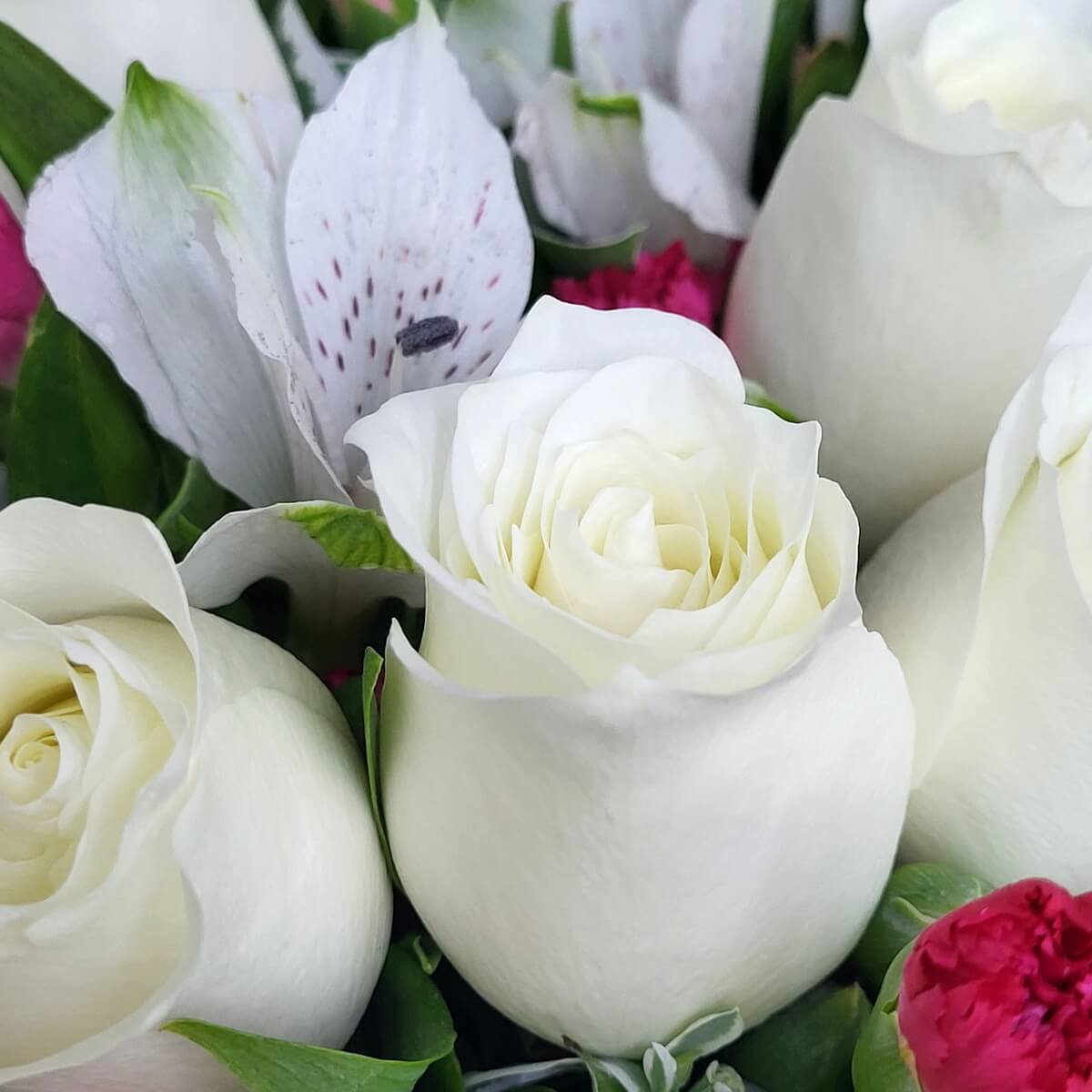 Close-up of ivory white roses alongside white alstroemeria and pink carnations, accented with green foliage. 白玫瑰搭配白色六出花與粉紅康乃馨的特寫畫面,襯以綠葉點綴。