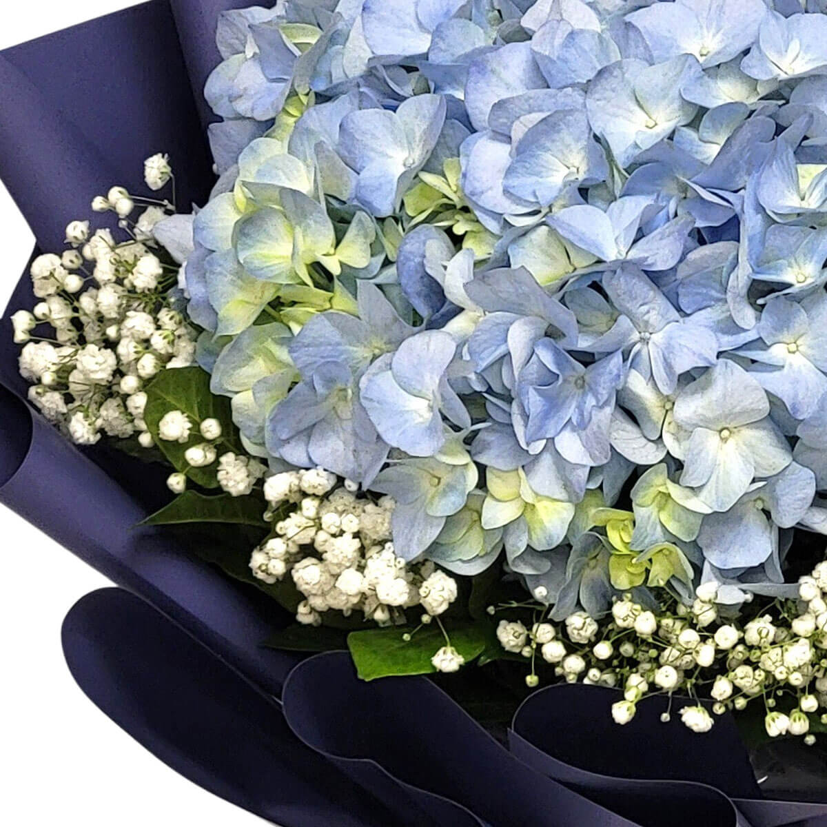 Blue hydrangeas with baby's breath 藍色繡球花搭配白色滿天星,層次分明,外層以深藍色包裝紙包裹,展現典雅清新的氛圍。