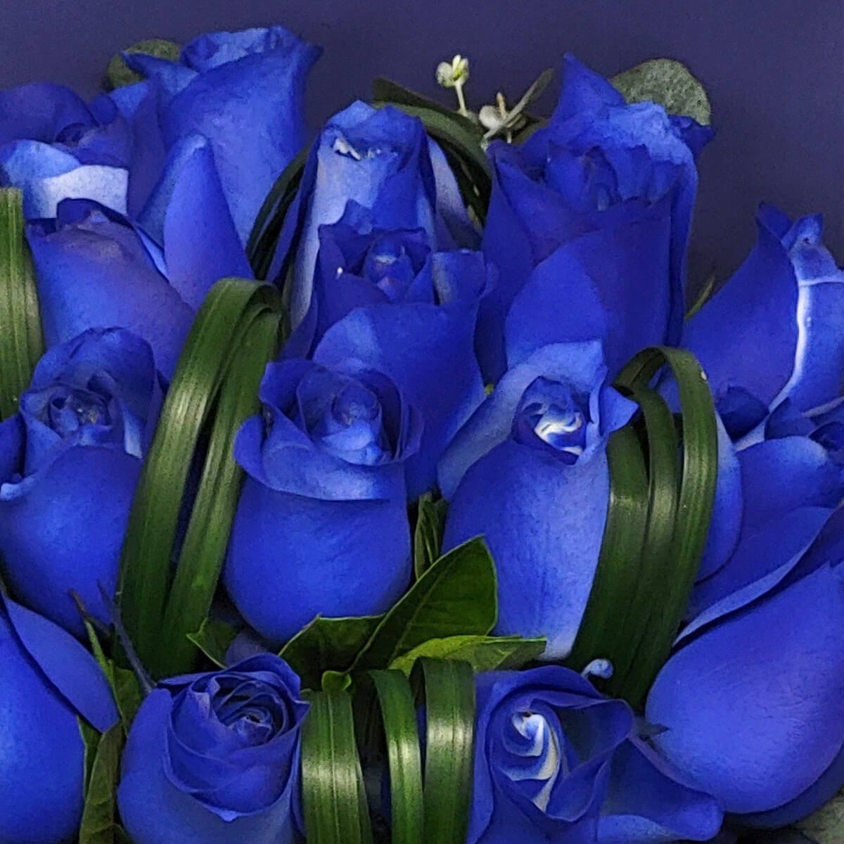 Cluster of royal blue roses paired with twisted greenery 這束皇家藍玫瑰搭配捲曲葉材,營造出時尚且夢幻的視覺美感,令人耳目一新。