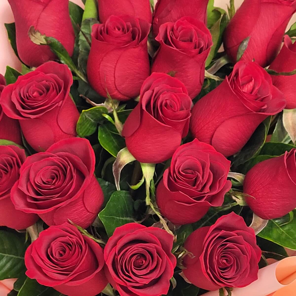 Detail view of clustered red roses in bloom, highlighting deep red petals and glossy green foliage for a rich floral texture - 盛放紅玫瑰密集排列,配光澤綠葉層次豐富特寫