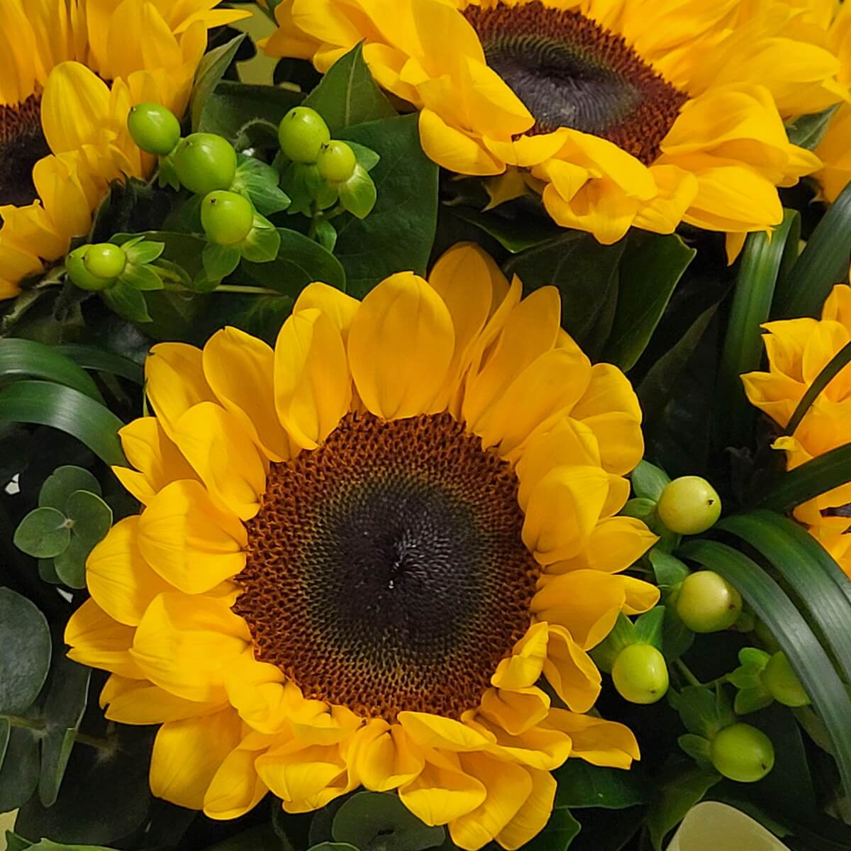 Macro view of a vivid sunflower with green hypericum berries, accented by curled foliage and eucalyptus leaves - 鮮黃向日葵配綠朱頂果,襯螺旋葉材及尤加利葉特寫