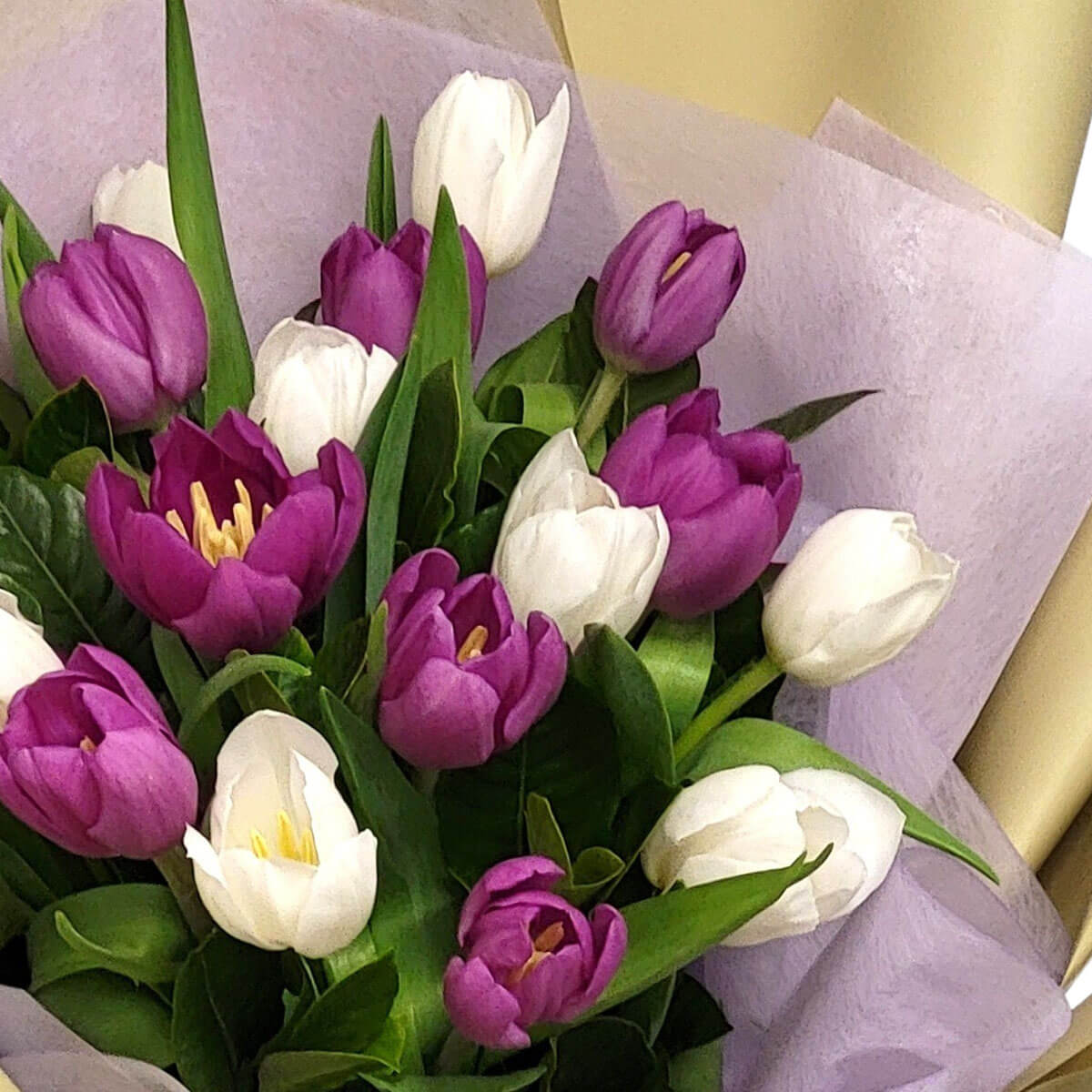 A delicate blend of purple and white tulips symbolizes grace and renewal 優雅紫白鬱金香交錯盛開,柔美包裝中散發春日氣息,彷彿輕語著希望與新生。