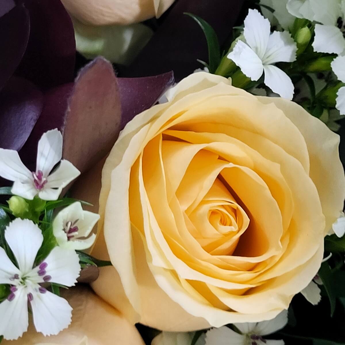 Detail view of a pale yellow hybrid tea rose with layered petals, surrounded by star-shaped white dianthus and burgundy-toned foliage - 淡黃混種玫瑰層疊花瓣細節圖,伴隨星形白石竹與酒紅葉片