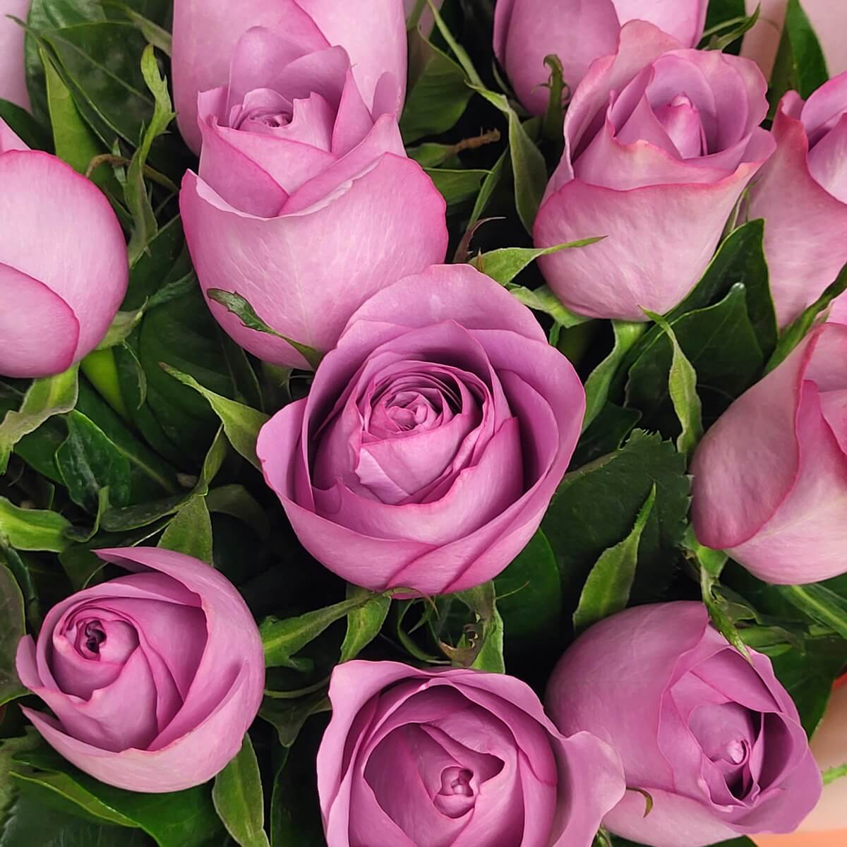 Close-up of blooming lavender-pink roses with soft petal textures, tightly spiraled centers, and glossy green foliage - 粉紫玫瑰盛放特寫,花瓣柔嫩,葉片光亮翠綠