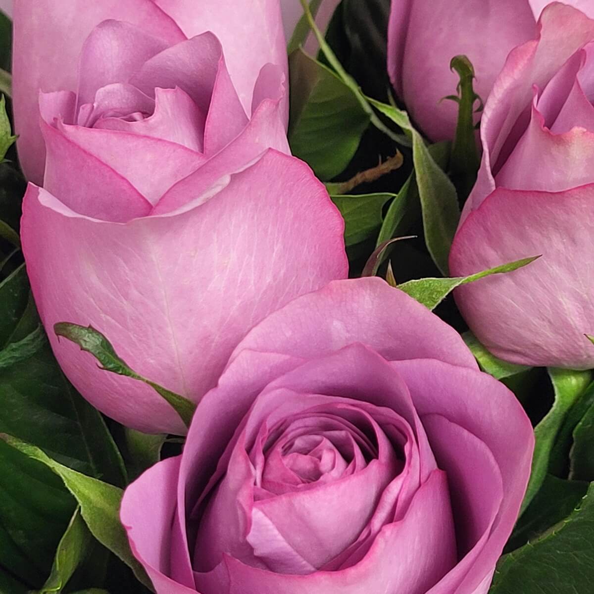 Close-up of lavender-pink roses with tight spiraled centers, velvety petals, and contrasting green leaves - 粉紫玫瑰特寫,花心緊密旋繞,花瓣柔滑,配以鮮綠葉片