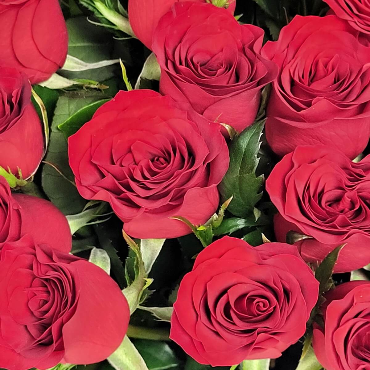 Cluster of red roses featuring curled petals, green foliage, and pointed sepals. | 紅玫瑰花朵成簇,花瓣旋轉層疊,綠葉與尖尖花萼相伴。