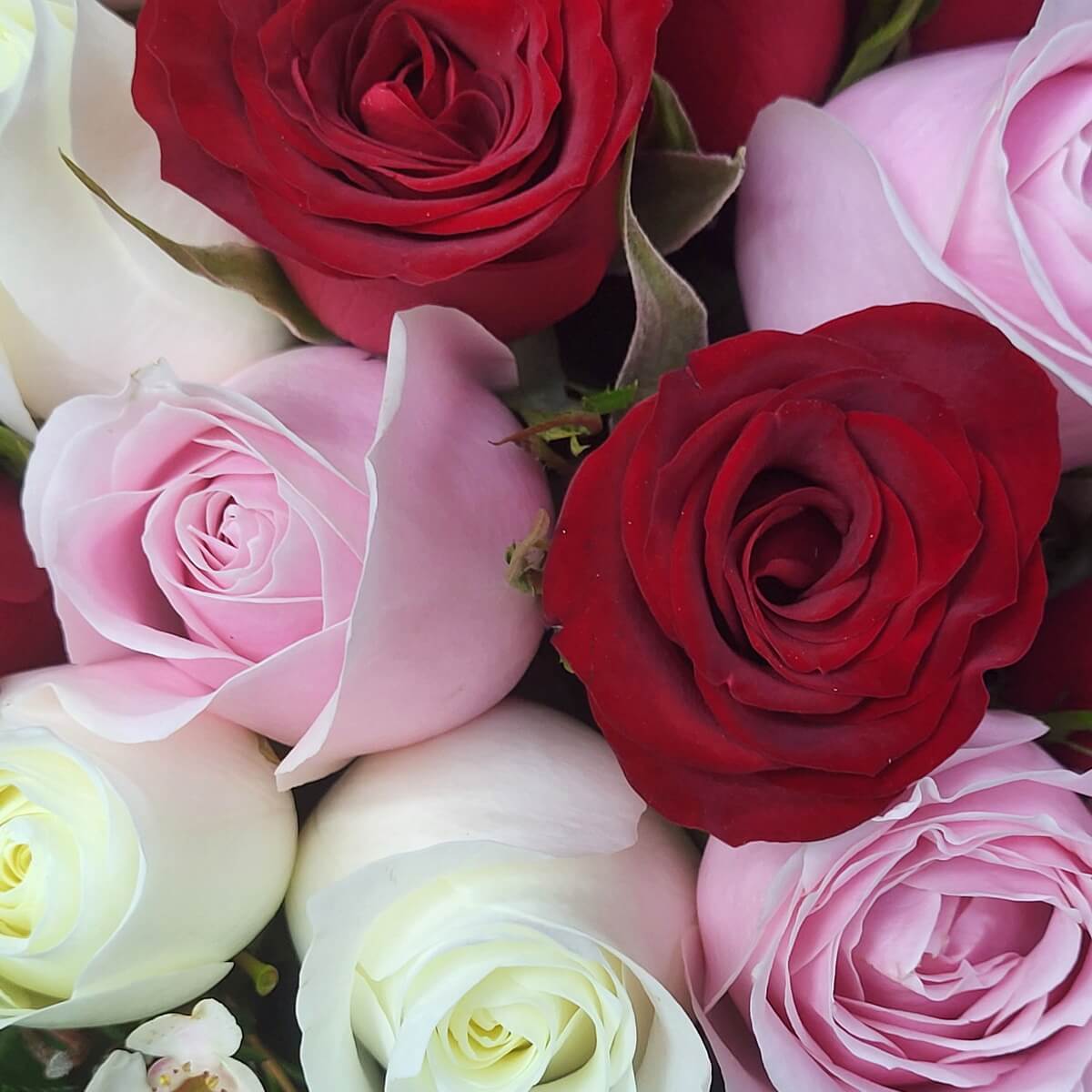Close-up of red, pink, and white roses with curled petals. | 紅玫瑰、粉玫瑰與白玫瑰特寫,花瓣層層疊疊。