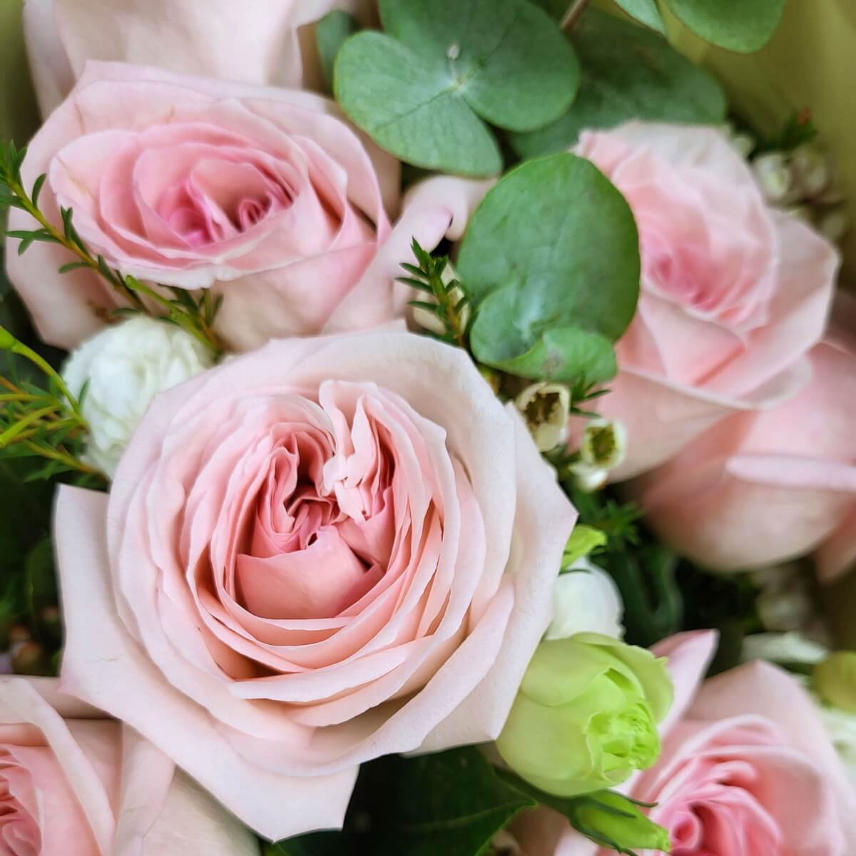 Detailed view of pale pink garden roses with soft ruffled petals, accented by waxflowers, green buds, and round eucalyptus leaves | 淡粉紅花園玫瑰特寫,花瓣層層疊疊,配白色蠟花、綠色花苞及圓形尤加利葉