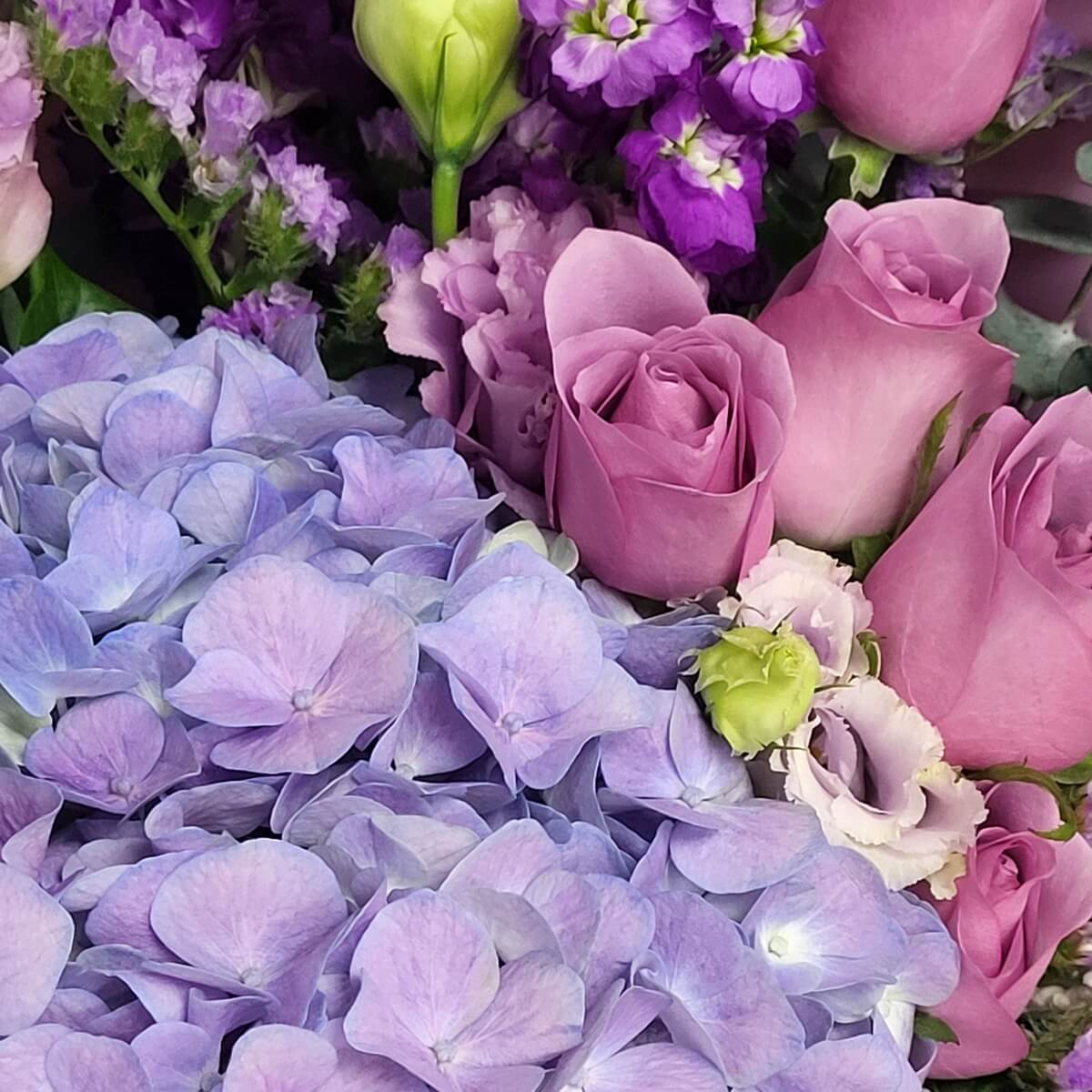 Close-up of lavender hydrangea with mauve roses, pale green lisianthus buds, violet statice, and purple stock 粉紫色繡球花特寫,配以淡紫玫瑰、淡綠及白色洋桔梗、紫丁香及紫羅蘭色勿忘我。