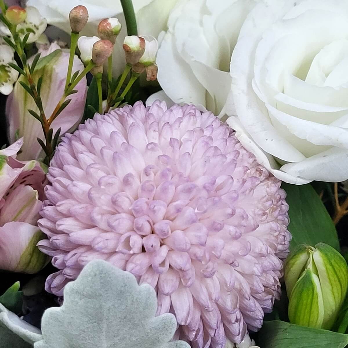 Detailed close-up showing lavender button chrysanthemum, open and budding white lisianthus, pink-striped alstroemeria, waxflowers, and dusty miller 紫粉乒乓菊、白洋桔梗含苞與盛開、粉紋六出花、蠟花與銀葉菊細節特寫