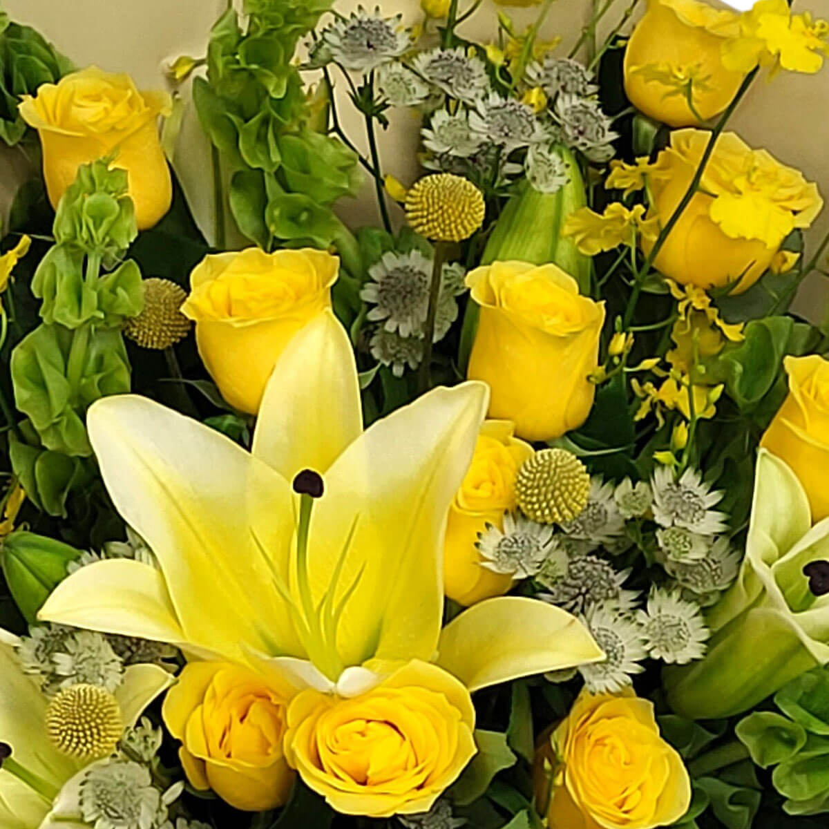 A cheerful mix of yellow lilies, roses, and craspedia accented with white astrantia and greens 明亮的黃百合、玫瑰與鈕扣花,搭配白色星狀花與綠葉,營造清新朝氣氛圍。