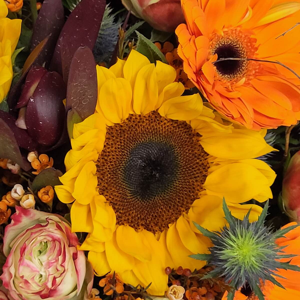 Detailed macro showing sunflower, orange gerbera, bicolour roses, blue eryngium, dark tulips, and orange berries 向日葵、橙色非洲菊、雙色玫瑰、藍松蟲草、深色鬱金香與橙色小果實的細節特寫