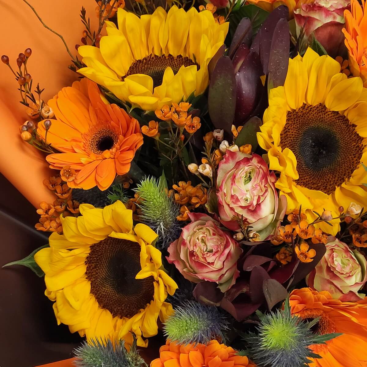 Zoomed-in view of sunflowers, orange gerberas, bicolour roses, blue eryngium, waxflowers, and dark tulips 向日葵、橙非洲菊、雙色玫瑰、藍松蟲草、蠟花與深色鬱金香近拍