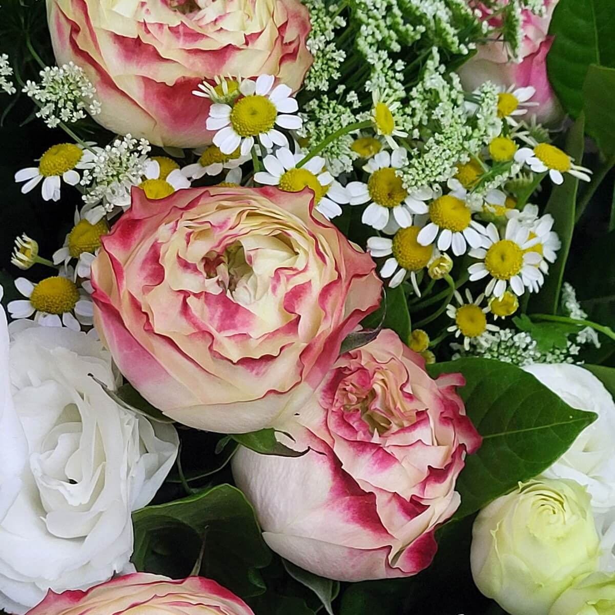 Macro view of cream-pink bicolor roses with chamomile, Queen Anne’s lace, and greenery. 奶油粉紅雙色玫瑰配洋甘菊、白色蕾絲花及綠葉的近距離特寫畫面。