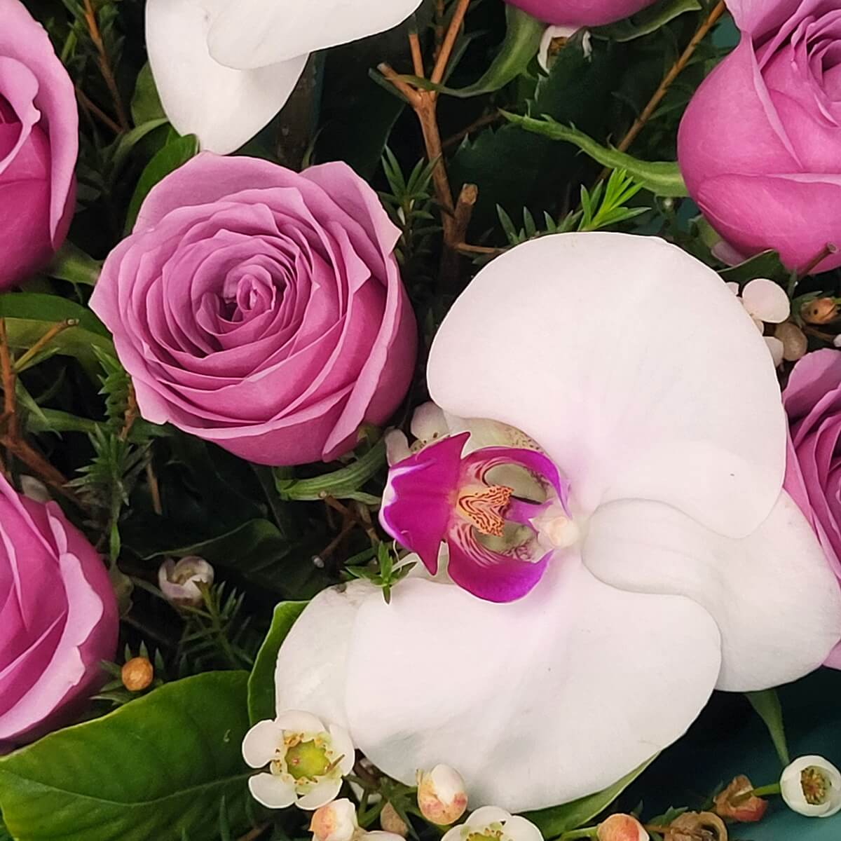 Elegant bouquet of lavender roses, white waxflowers, and a single white orchid, all wrapped in glossy teal paper – 淺紫玫瑰、白色蠟花及一朵白蘭花精緻搭配,包裹於亮面青綠色包裝紙中