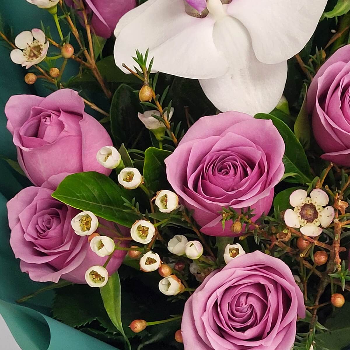 Close-up view of fresh purple roses, wax flowers, and a single white orchid blossom - 紫玫瑰、蠟花及白色蝴蝶蘭花朵特寫