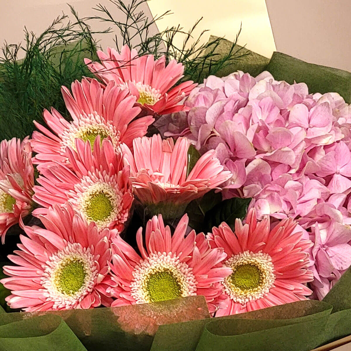 Pink gerberas and pink hydrangeas bloom together in green wrapping 粉紅非洲菊與繡球花相映成趣,綠色包裝增添自然氣息,展現浪漫與活力。