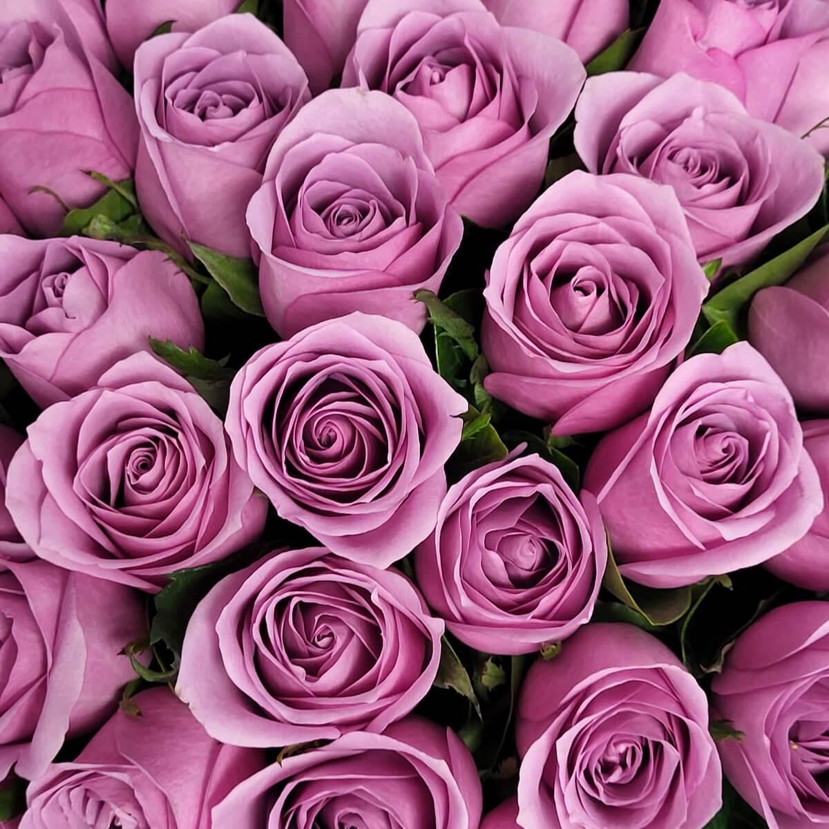 Zoomed-in view of clustered lavender roses with spiral petals and green foliage. 淺紫玫瑰層疊花瓣與綠葉緊密排列的放大構圖。