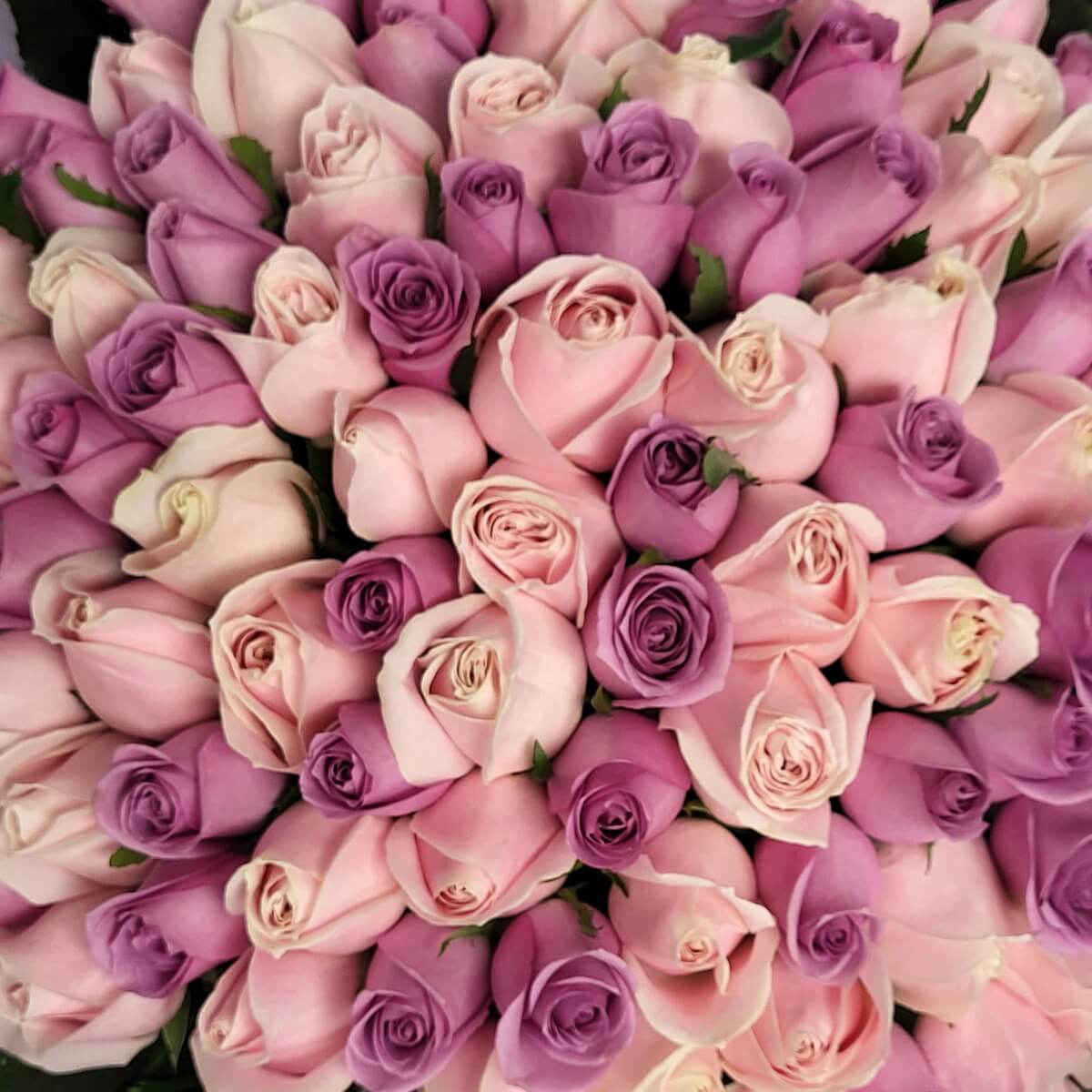 Macro view of densely arranged lavender and blush pink roses in spiral design, highlighting petal textures - 紫色及淺粉紅玫瑰螺旋式密集特寫,突顯花瓣質感