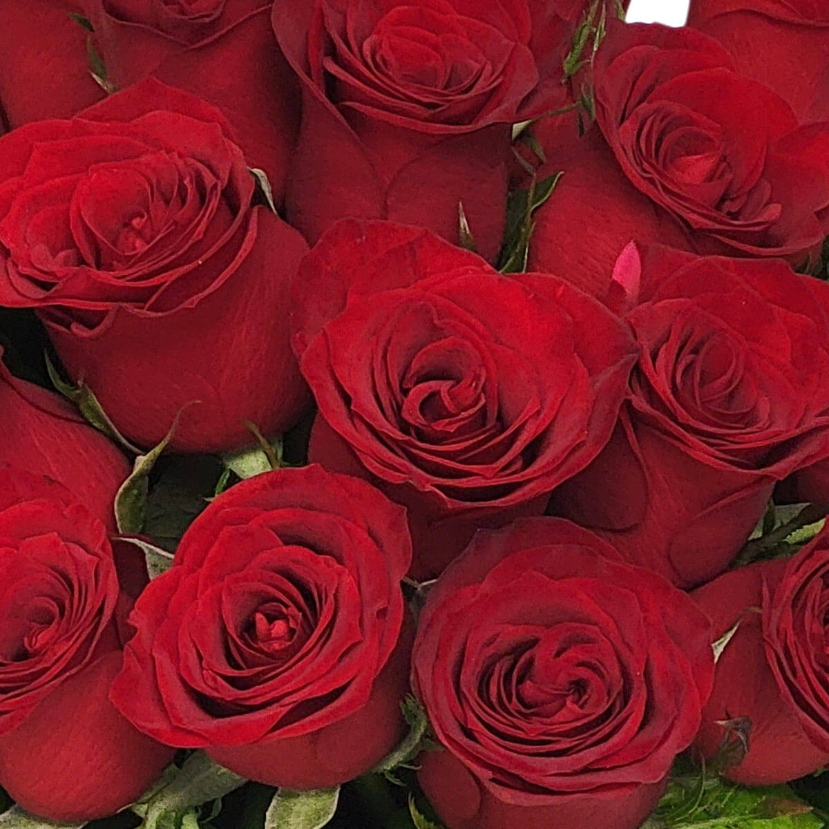 Rich red roses in full bloom, their velvety petals exuding timeless romance 經典紅玫瑰綻放濃郁愛意,絲絨花瓣間傳遞永恆浪漫與深情。