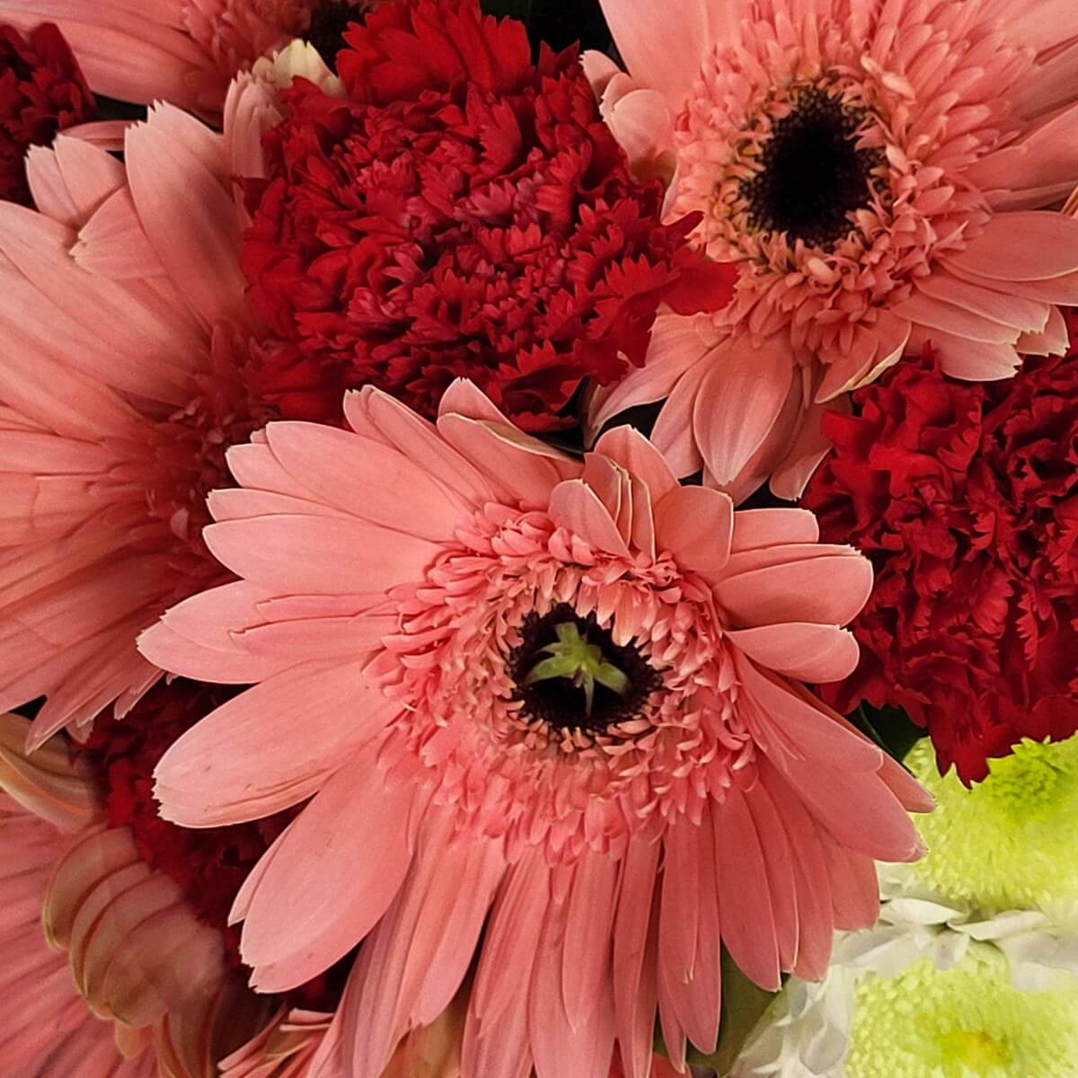 Close-up of pink gerbera daisies and deep red carnations with layered textures and rich color contrast 粉紅非洲菊搭配深紅康乃馨,細緻花瓣與濃烈色彩營造出強烈視覺層次感。