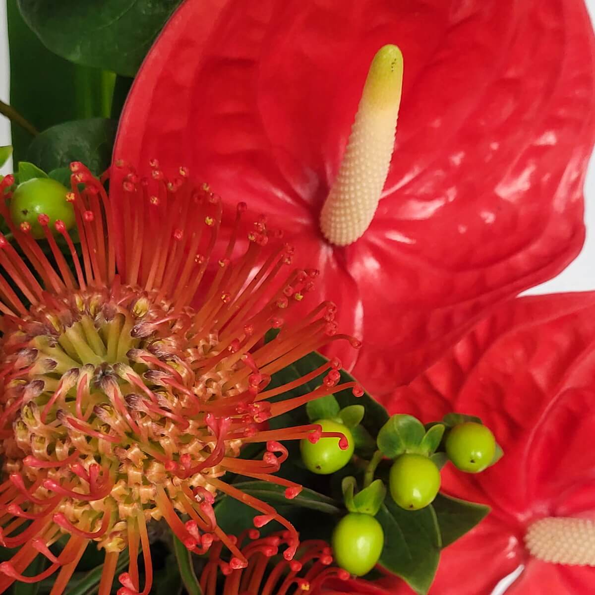 Close-up of bold red anthuriums paired with orange pincushion protea and fresh green hypericum berries. 鮮紅紅掌配橙色針墊花及青綠色貝母果的花材細節特寫。