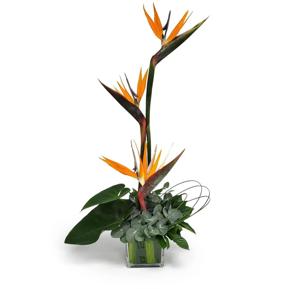 Tall arrangement of bird of paradise flowers with monstera, eucalyptus, and decorative greens in a clear square glass vase | 高身極樂鳥花插配龜背竹、尤加利與綠葉,透明方形玻璃瓶盛載。