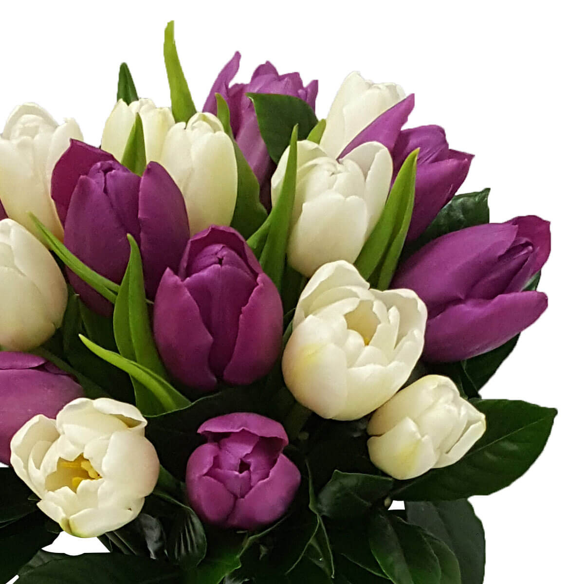 Detail view of a tulip bouquet featuring rich purple and creamy white blooms, surrounded by deep green leaves in a compact arrangement - 紫色與奶白鬱金香花束細節,配深綠葉緊湊排列
