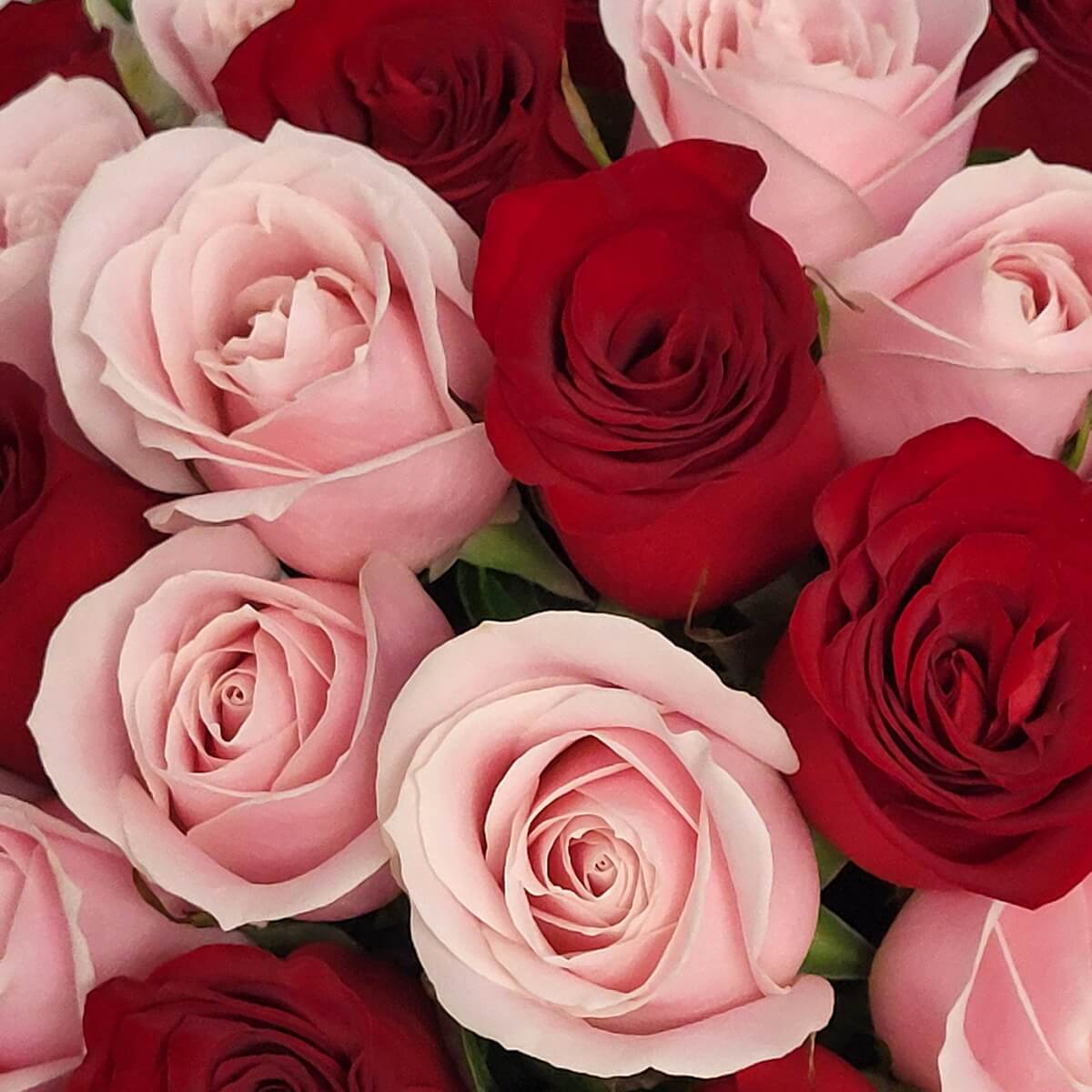 Detailed view of fresh pink and red roses with velvety petals in a tightly clustered floral arrangement | 細緻粉紅與鮮紅玫瑰密集排列特寫,花瓣柔滑層次分明