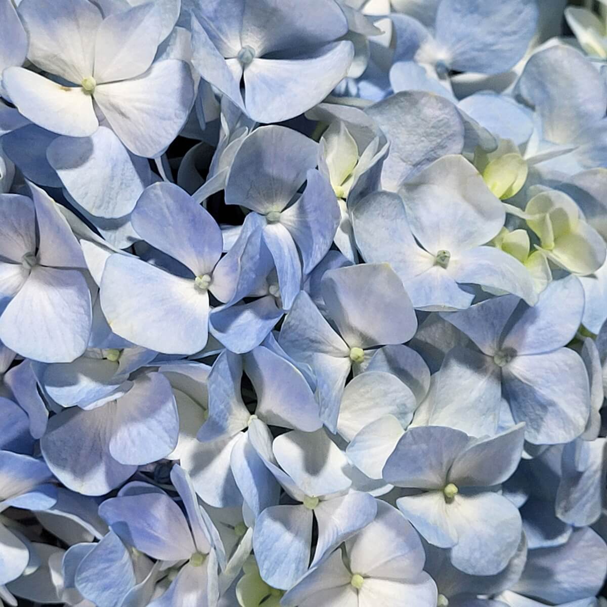 Close-up of light blue hydrangea with soft white centers. 淡藍色繡球花特寫,花瓣柔和,中央呈白色,層層堆疊。