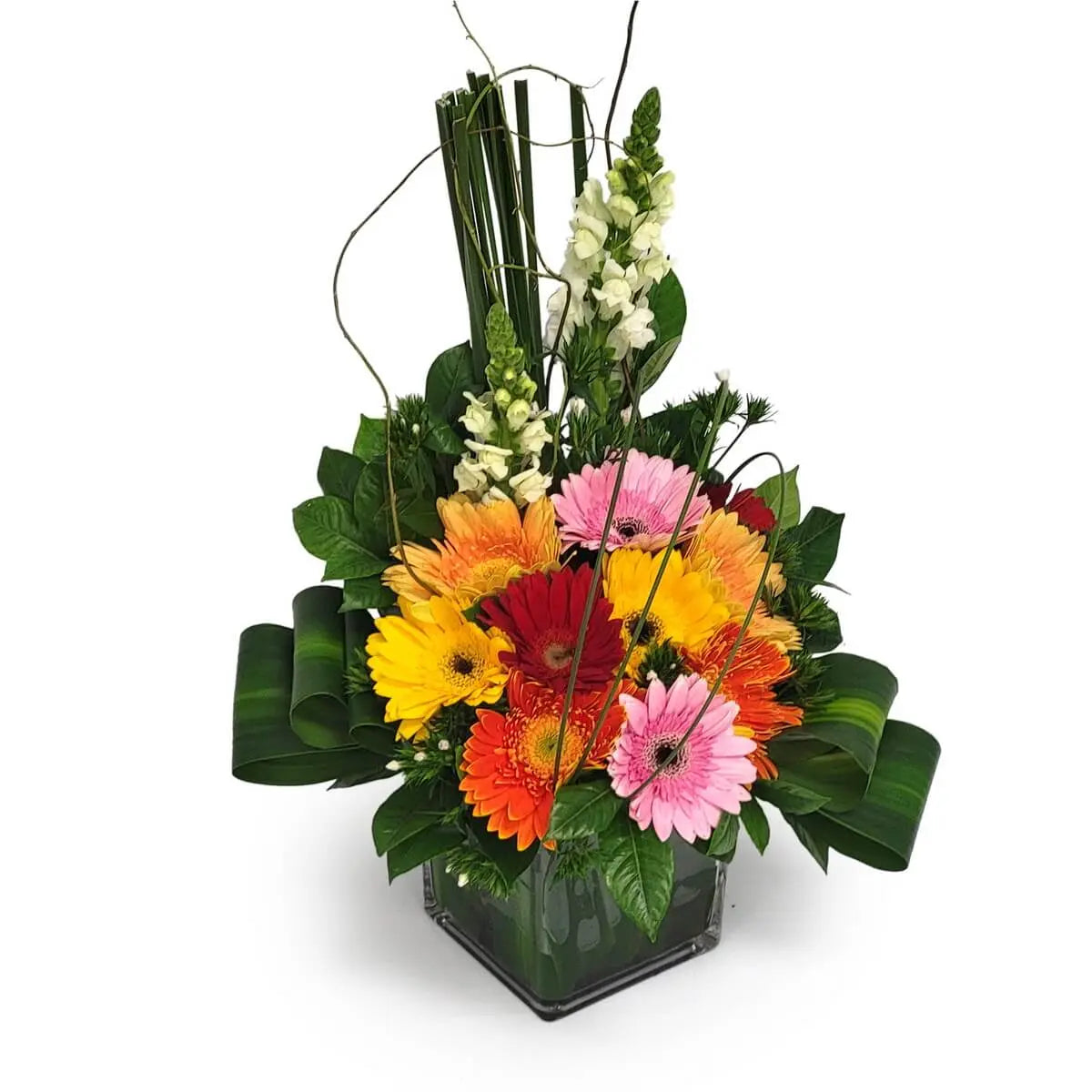 Structured floral arrangement with colorful gerbera daisies, white snapdragons, and decorative greenery in a clear square vase. | 鮮艷非洲菊與白色金魚草,加上裝飾綠葉,插於透明方形玻璃瓶中的立體花藝設計。