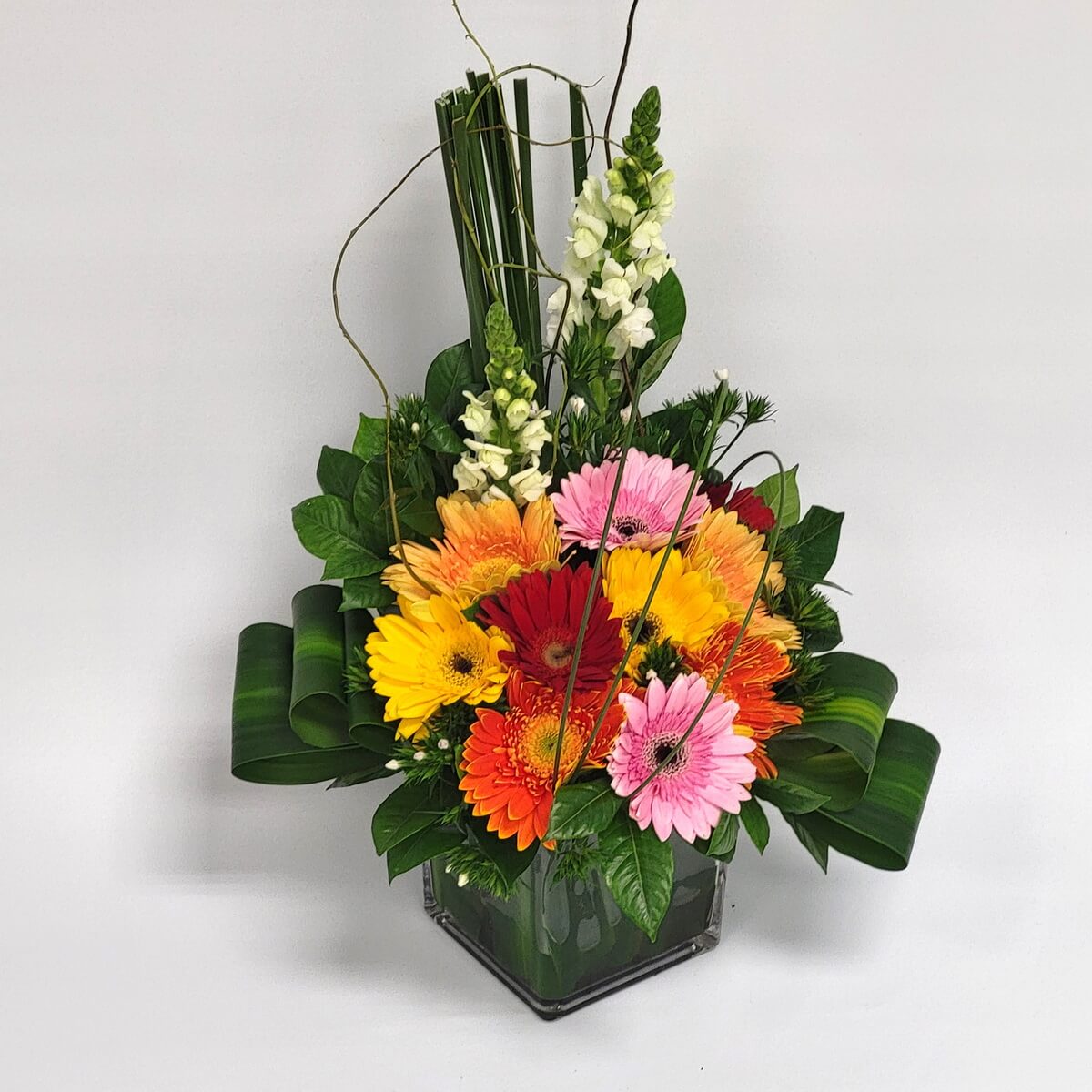 Colorful gerbera arrangement in square vase 鮮豔扶郎花(紅、橙、黃、粉)搭配白色洋金花與熱帶葉材,立體花藝設計展現豐富層次,置於透明方瓶中,明亮大方。