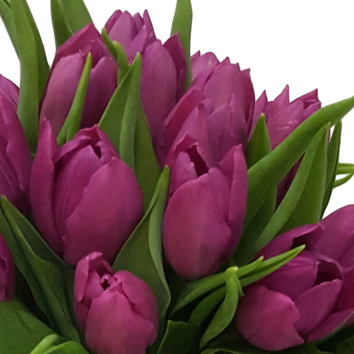 Detail view of a bouquet of vivid purple tulips surrounded by fresh green leaves, showing layered petals in a compact arrangement - 鮮紫色鬱金香配嫩綠葉,花瓣層次分明,緊湊排列的花束細節圖