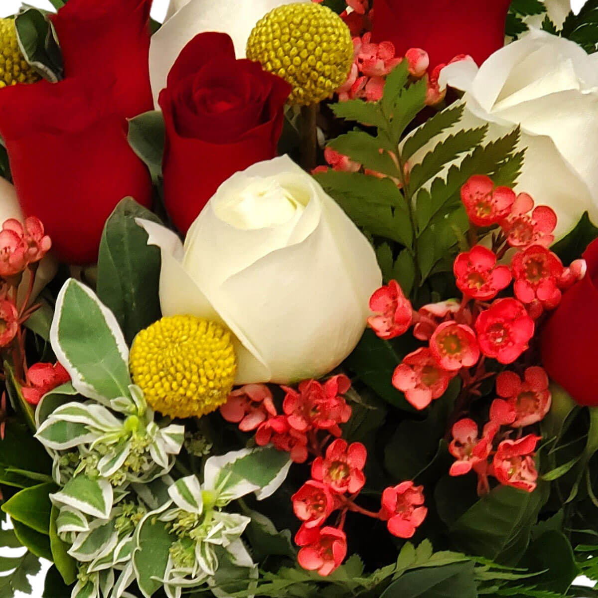 A striking mix of red and white roses, yellow billy balls, and coral-pink waxflowers 紅白玫瑰與黃金花球、粉紅蠟花交織成歡樂花束,洋溢著節日氣息與溫暖祝福。
