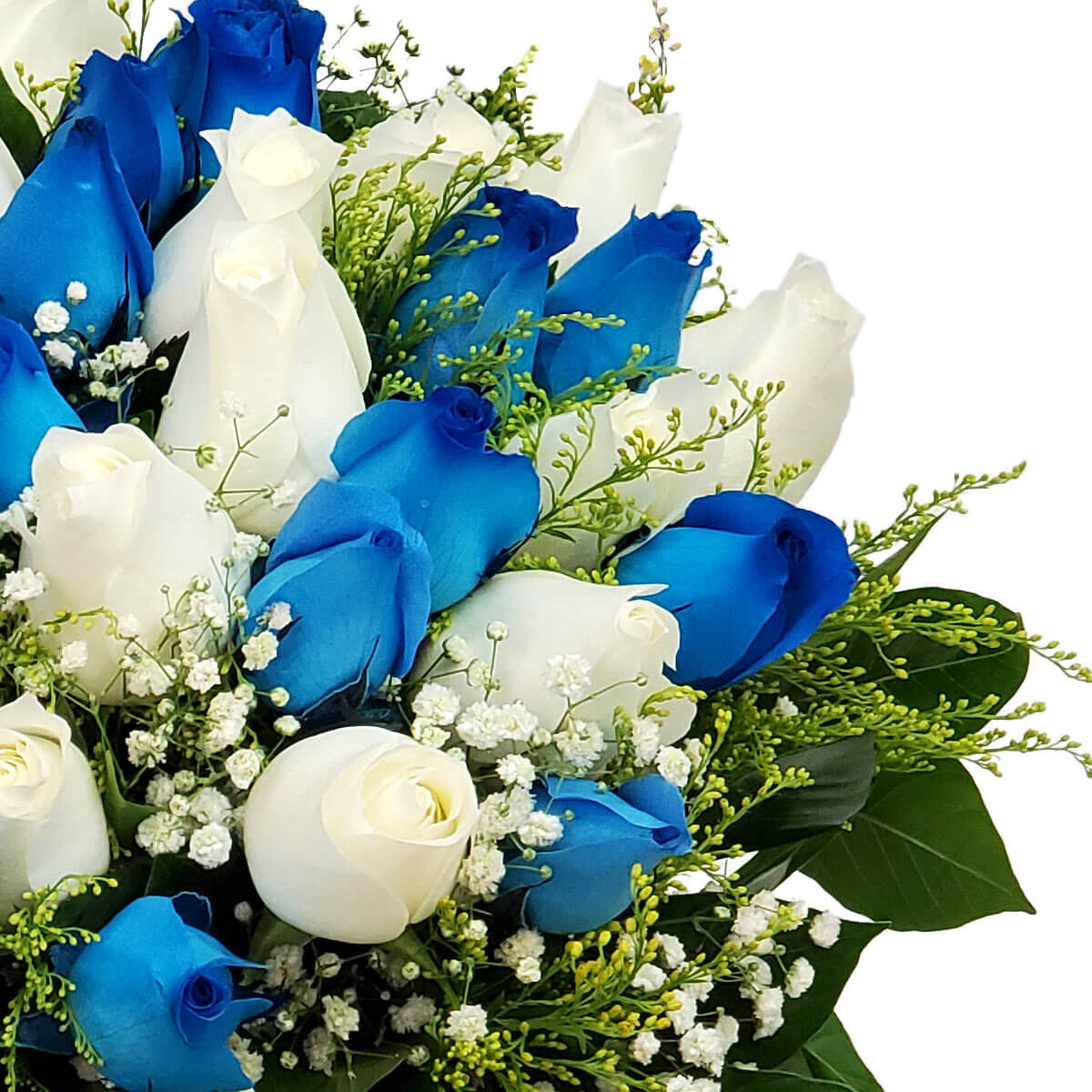 Close-up of blue and white roses arranged with delicate baby's breath and feathery green fillers, surrounded by glossy foliage - 藍白玫瑰配滿天星與細緻羽狀綠葉,襯以亮綠葉片的近拍圖