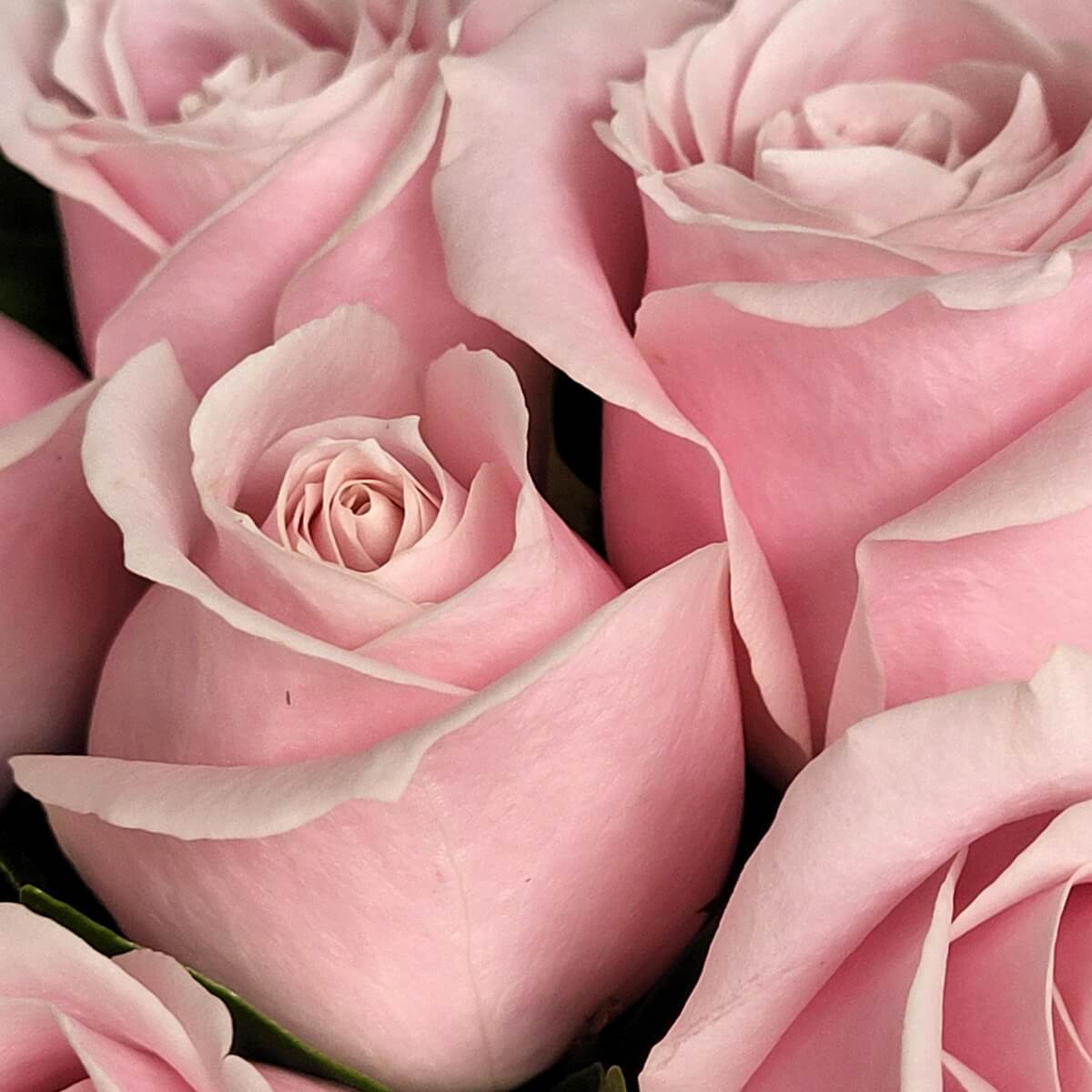 Close-up of delicate soft pink roses with tightly layered petals and smooth textures - 粉紅玫瑰特寫,花瓣層次分明、質感柔滑,排列緊密自然。