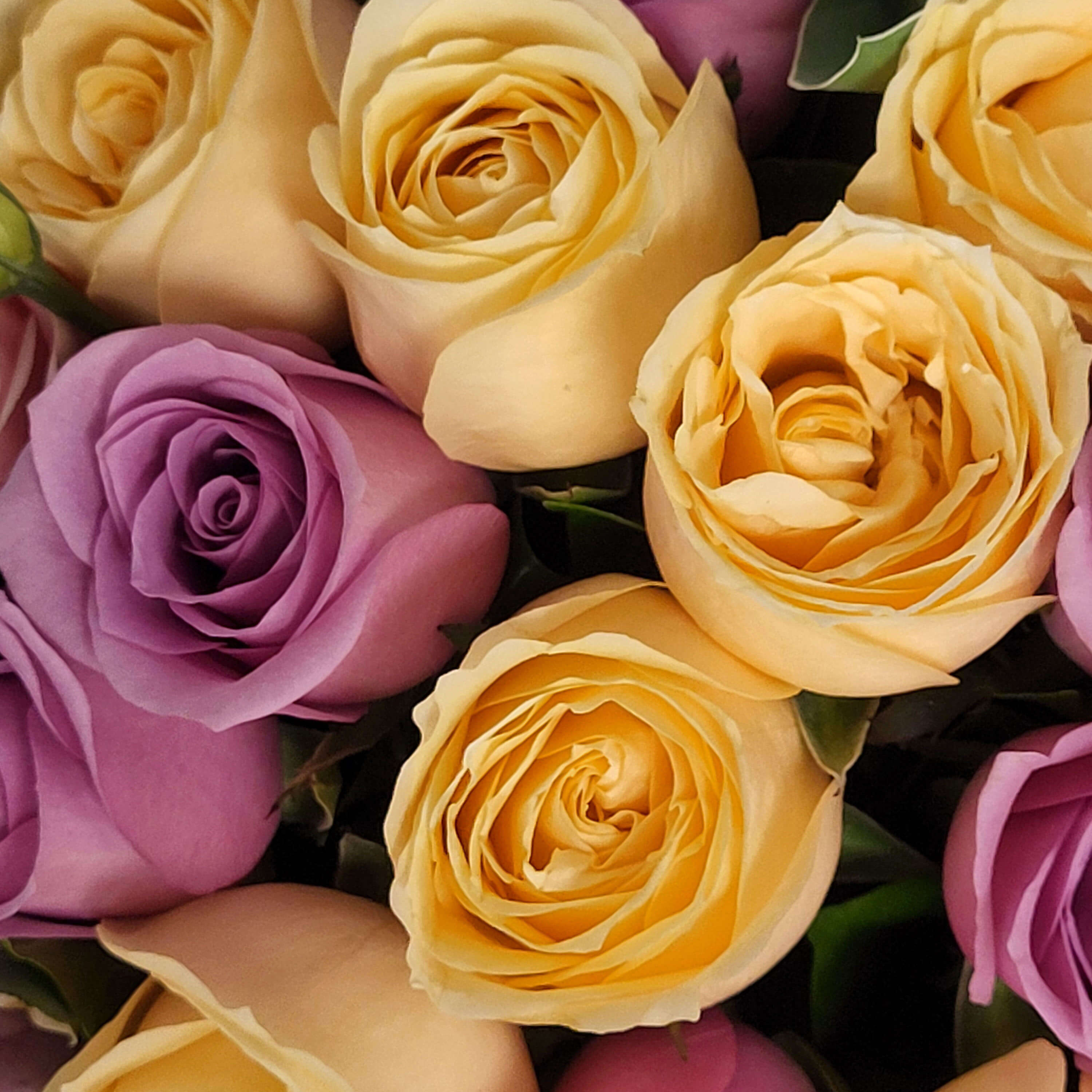 Close-up of champagne and lavender roses in tight cluster -
香檳色與薰衣草紫玫瑰特寫,花瓣層次分明,緊密排列。