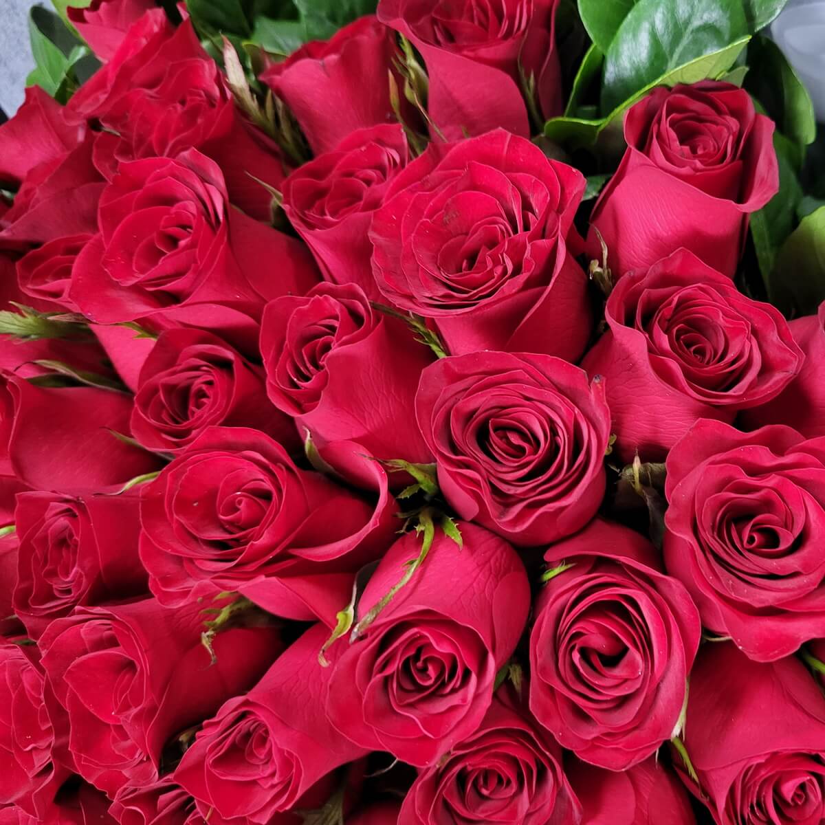 Close-up of rich red roses arranged in a dense cluster, showcasing layered velvety petals with hints of green foliage. | 深紅玫瑰層層花瓣,密集排列,間有綠葉點綴的特寫圖像。