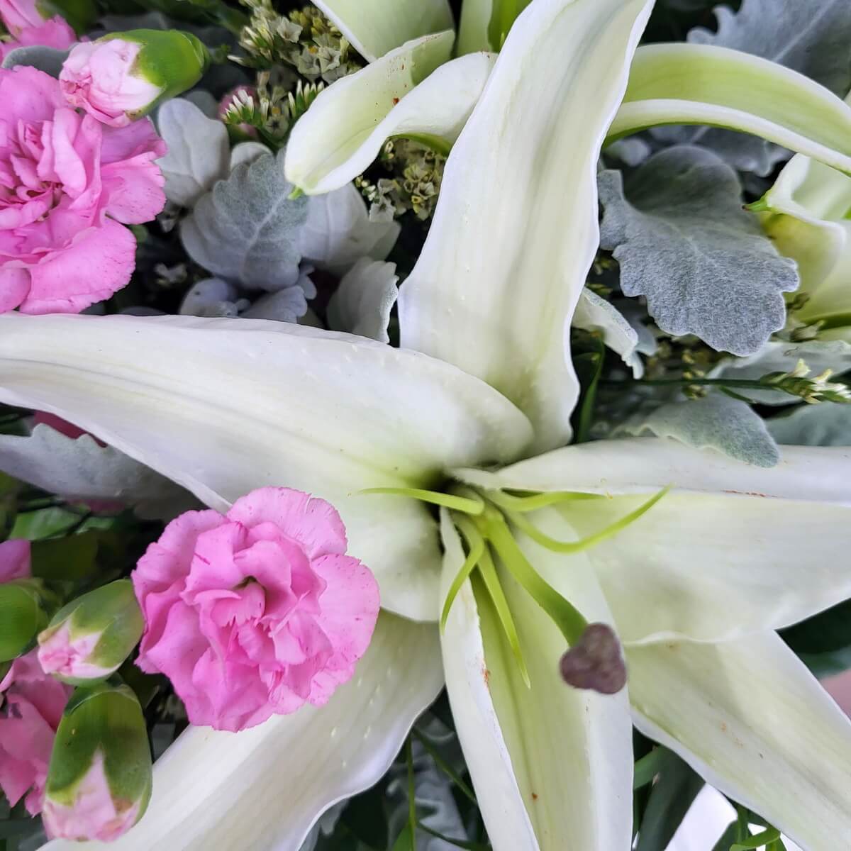 Close-up of blooming white lily accented by pink carnations, dusty miller foliage, and unopened green buds. | 盛開白百合搭配粉紅康乃馨、灰色葉片與綠色花苞的特寫圖像。