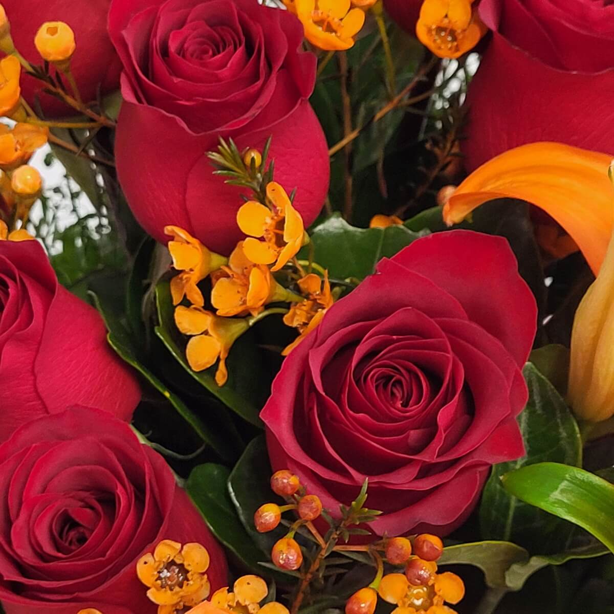 Close-up view of velvety red roses surrounded by yellow wax flowers and foliage - 紅玫瑰配黃色蠟花與綠葉細節特寫