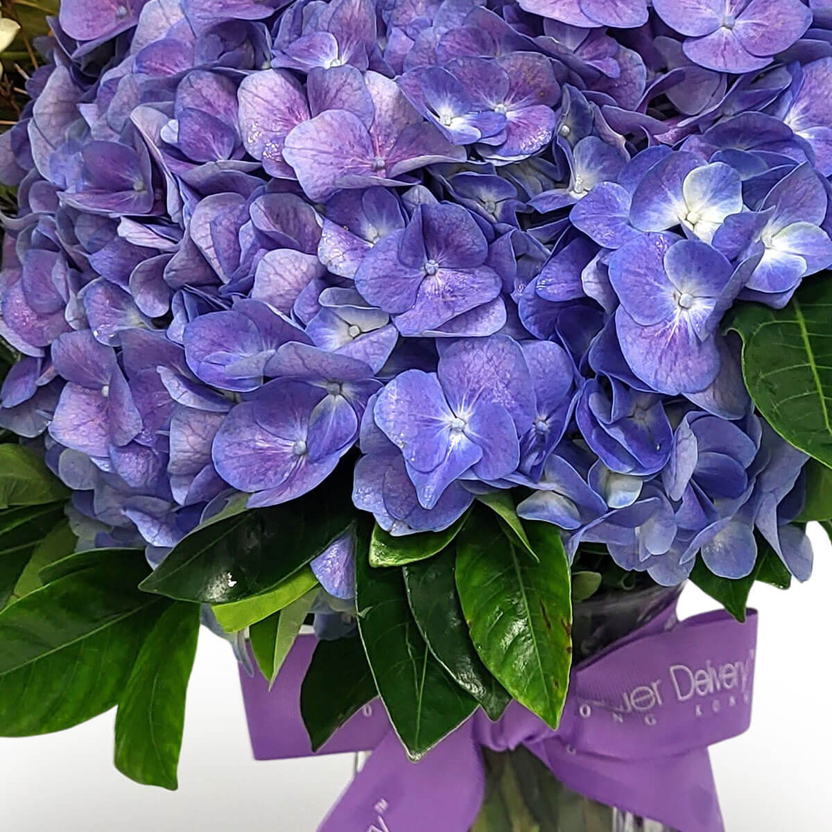 A rich cluster of blooming purple hydrangeas surrounded by glossy leaves and tied with a lavender bow 盛開的紫陽花與翠綠葉共舞,配上淡紫蝴蝶結,優雅又高貴。