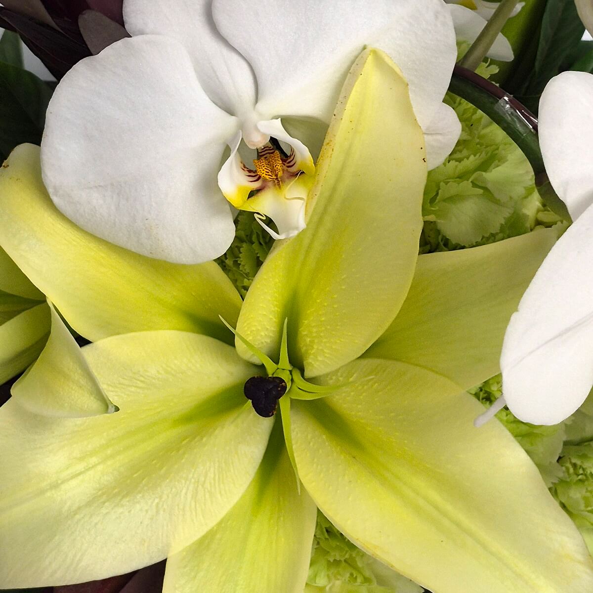 Elegant Lilies