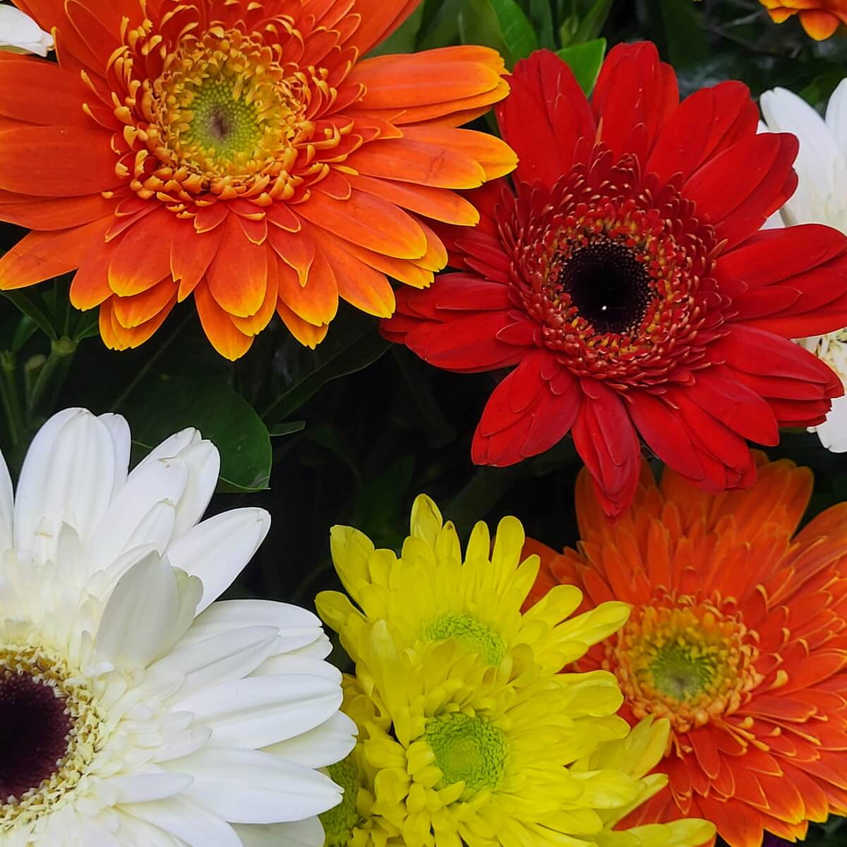 Close-up of gerberas and yellow chrysanthemums 橙、紅、白色非洲菊與黃色菊花特寫,綠葉襯托鮮豔色彩。