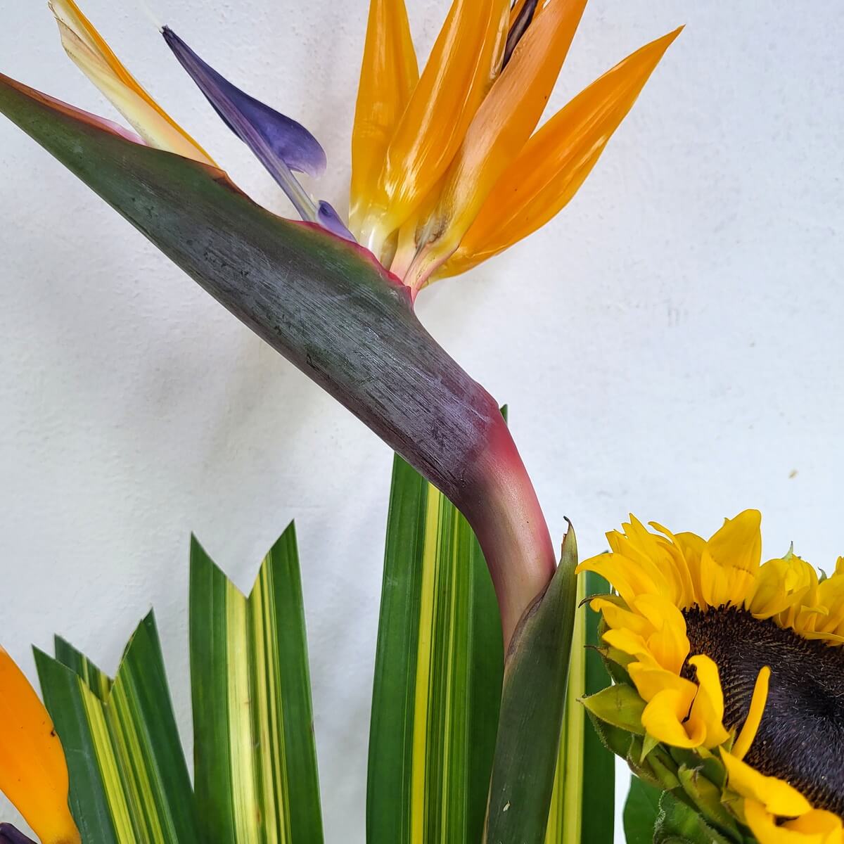 Striking bird of paradise flower with orange and violet tones, paired with golden sunflower and green-yellow variegated leaves | 橙紫相間的天堂鳥花配明亮向日葵與綠黃斑葉,構圖熱帶感十足。
