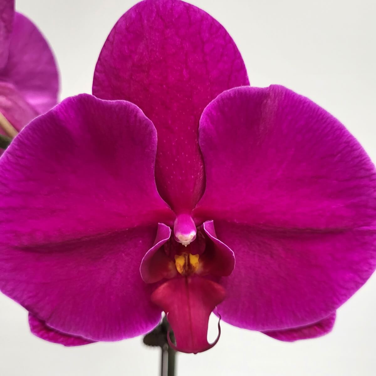 Close-up of a vivid magenta Phalaenopsis orchid with textured petals and a yellow-accented throat 洋紫紅蝴蝶蘭特寫,花瓣寬大具質感,中央花蕊帶有明亮黃色點綴,層次分明。