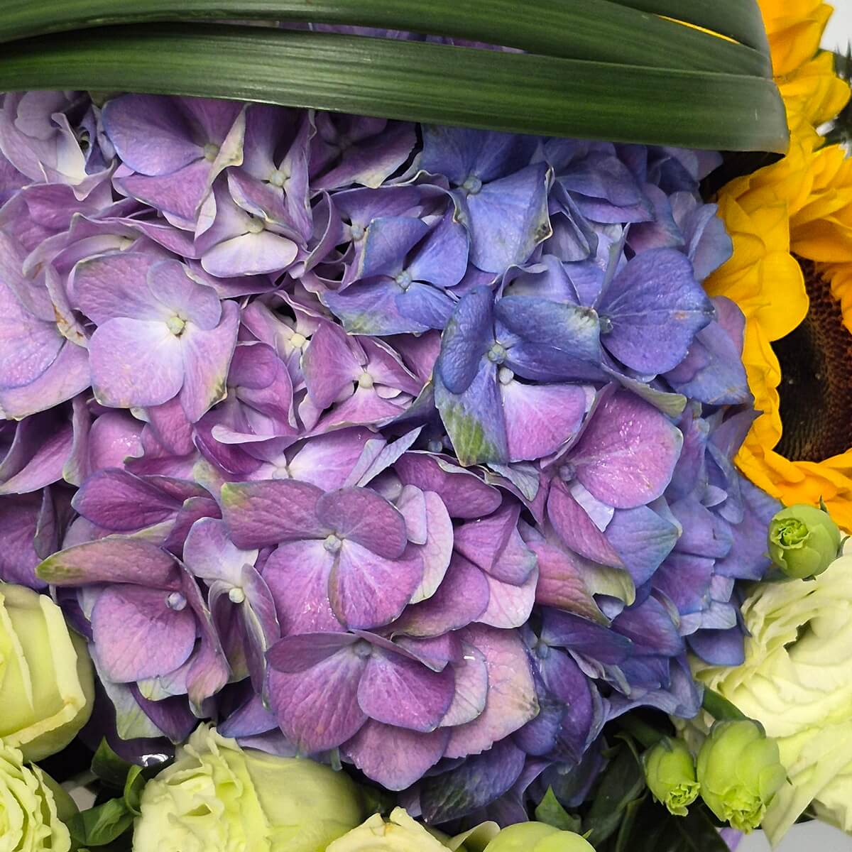 Detail view of purple hydrangea, yellow sunflower and white lisianthus flowers with green foliage - 紫色繡球花、向日葵與白色洋桔梗花朵細節特寫配綠葉