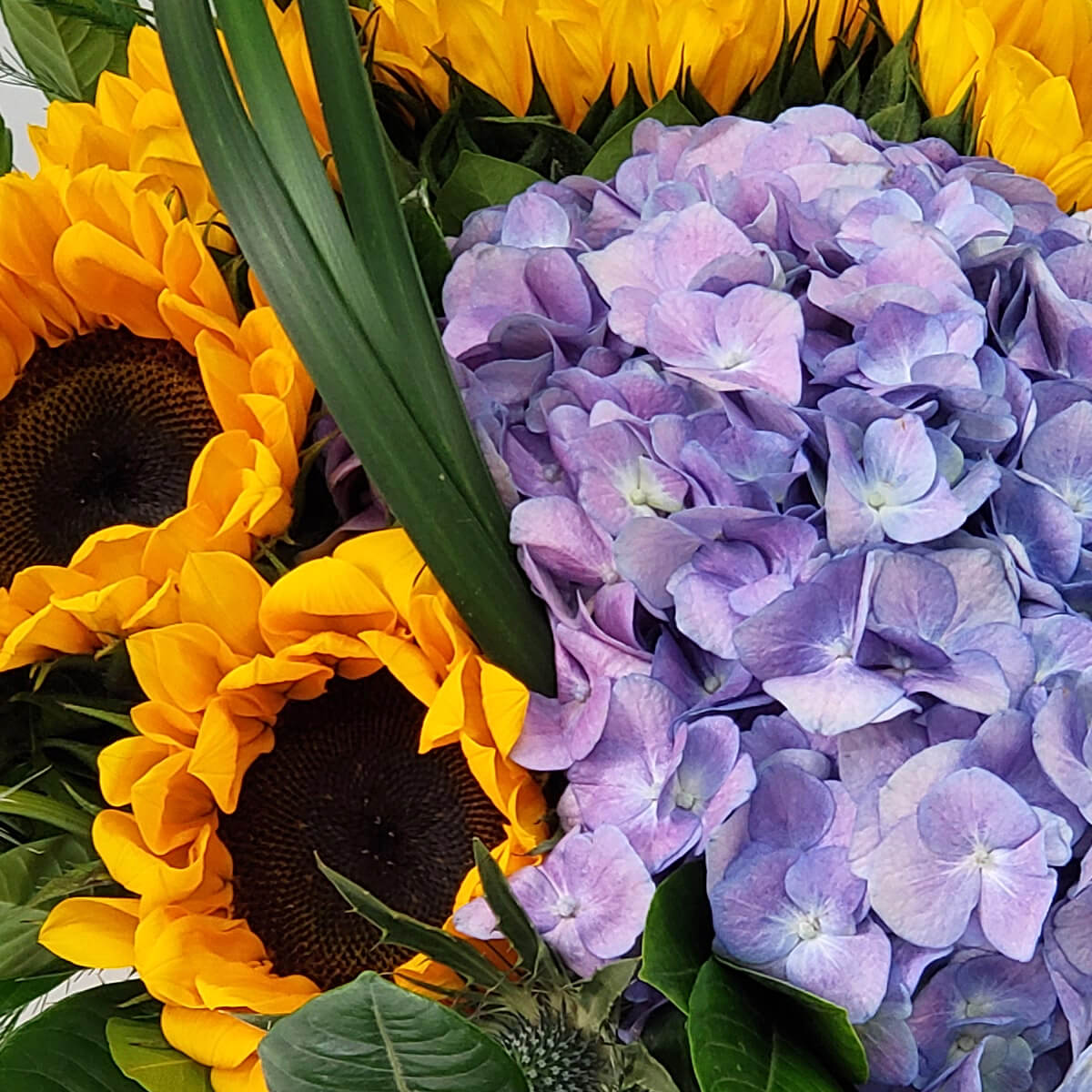 Close-up of vibrant yellow sunflowers arranged next to densely packed purple hydrangeas, accented with mixed green leaves - 鮮黃向日葵與密集紫繡球花特寫,綠葉點綴增加層次感