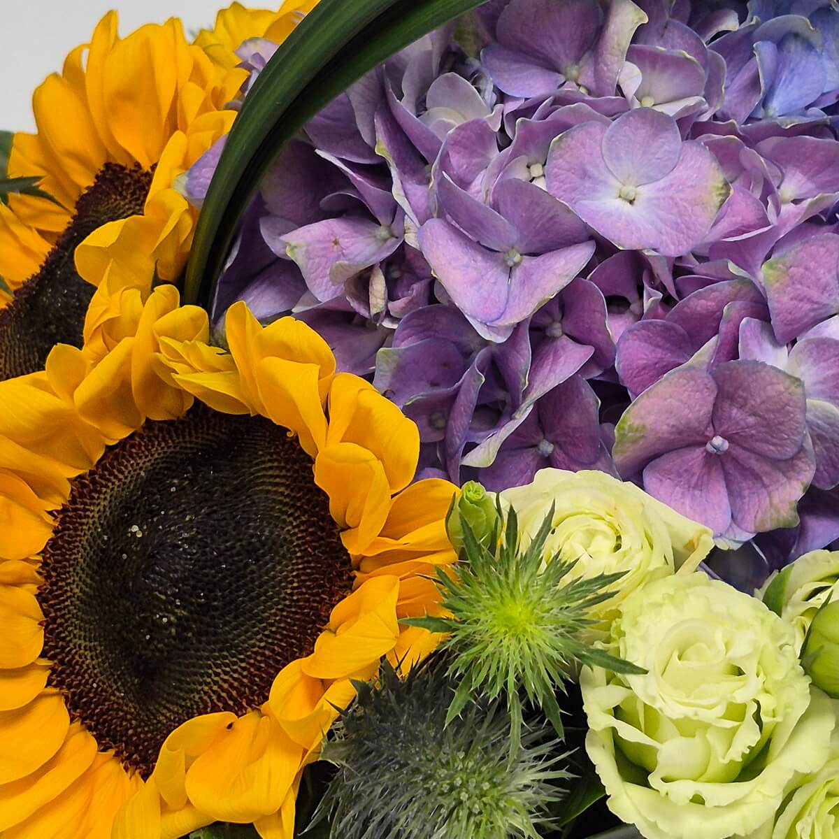 Macro view of yellow sunflower, purple hydrangea and white lisianthus flowers with green foliage - 向日葵、紫色繡球花與白色洋桔梗微距特寫配綠葉