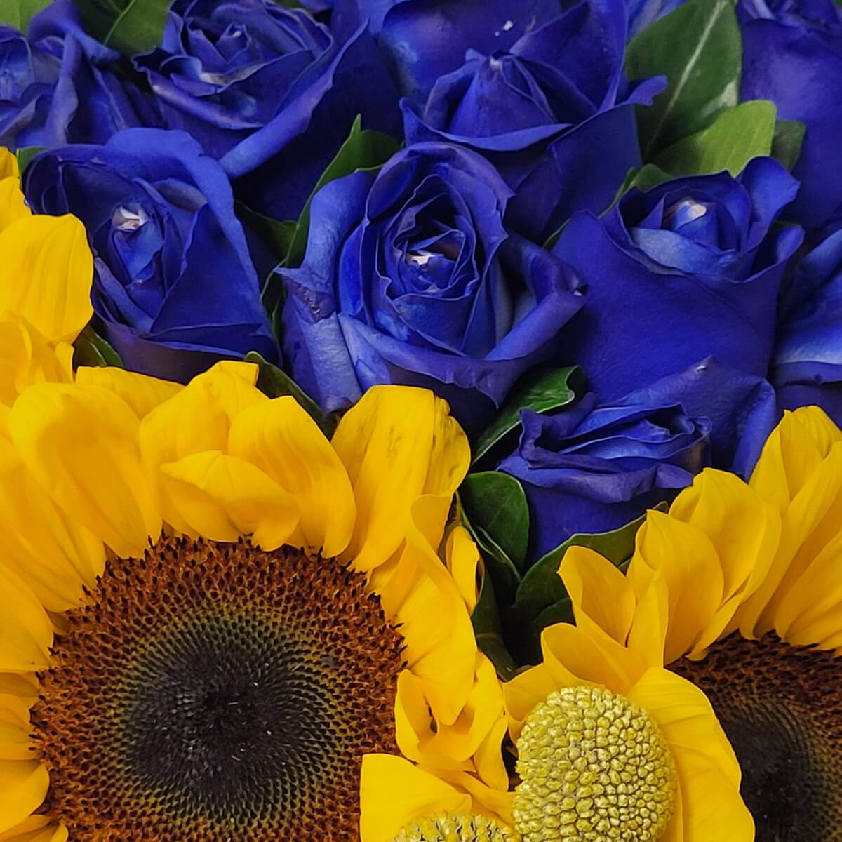 Macro composition of bold yellow sunflowers, vibrant blue roses, and accent craspedia flowers against green foliage 向日葵、藍玫瑰與金球花的特寫構圖,配以鮮綠葉材點綴色彩層次